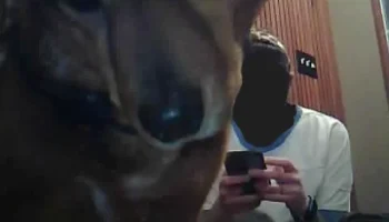 The Treat Cam: автоматический дозатор лакомств, который д.. 2