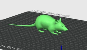 Street rat Street rat