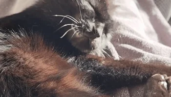 Дверные петли для котенка своими руками (ТПУ)........