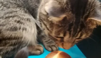 Cat toy 2