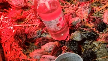 Диспенсер для воды для цыплят, перепелов........