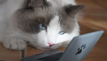 Cattop - ноутбук, но для вашего кота.