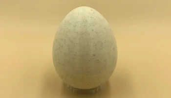 Egg 2