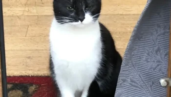 Двухцветный низкополигональный кот... 1