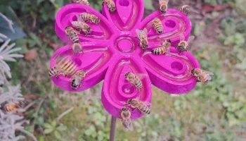 Bienentr&auml;nke f&uuml;r den Garten Biene полив для пчел в саду..... 2