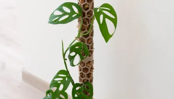 Moss pole 1