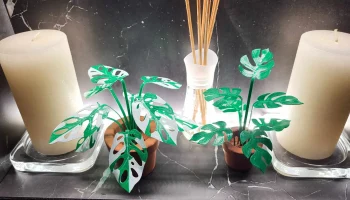 Print-a-plant - растение Монстера для печати 1