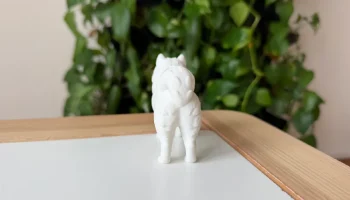 Samoyed 3