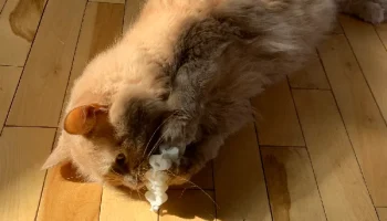 Цепочка для игрушек для кошек (принт на месте)... 6
