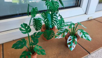 Print-a-plant - растение Монстера для печати
