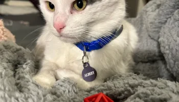 Игрушка для кошек Rattling Impossible D20 (печать на мест... 3