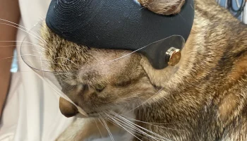 Cat Helmet 1