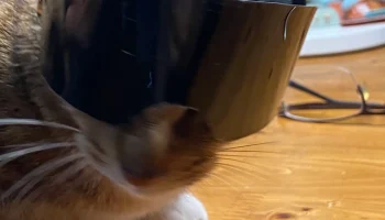 Cat Helmet 2