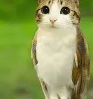 Meowl Meowl
