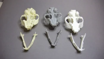 Cat skull 2