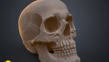 Анатомически правильный череп человека (Homo Sapiens Sapi... 7