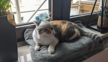 римский кошачий шлем 1