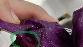 Шарнирный аксолотль, усиленные суставы рук.......... 2
