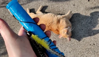 Телескопическая кошачья сабля - выдвижная игрушка-палочка... 2