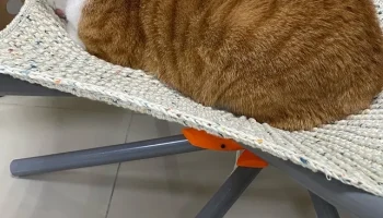 кошачий гамак (кошачья лежанка) 5