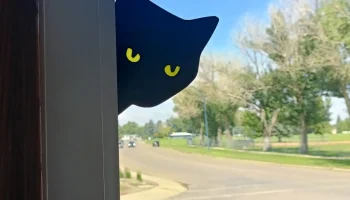 Подглядывающий кот Подглядывающий кот