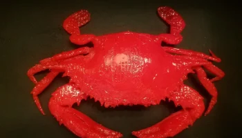 Мэрилендский синий краб 4