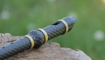 Драконий рекордер 8
