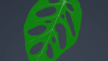 Print-a-plant - растение Монстера для печати 5