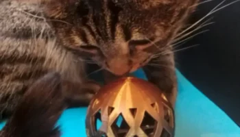 Cat toy 1