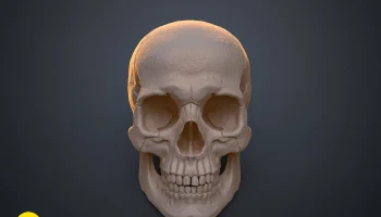 Анатомически правильный череп человека (Homo Sapiens Sapi... 8