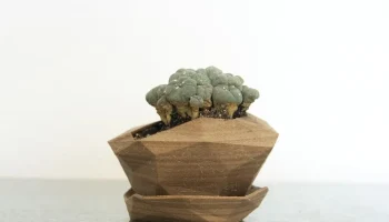 Planter #3
