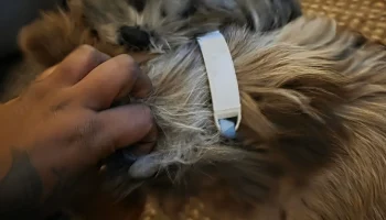 Бирка для воротника 2