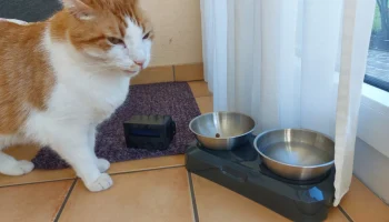 cat_калории_counter 1