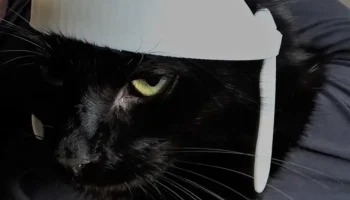 римский кошачий шлем 2