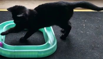 Игрушка для кошек с трекболом