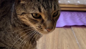 Шляпа ведьмы для вашей кошки