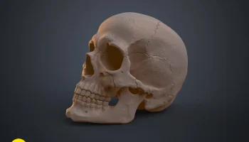 Анатомически правильный череп человека (Homo Sapiens Sapi... 5