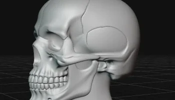 skull bust 2