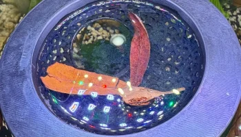 Плавающая пещера Вороной Бетта 1