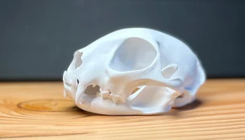 Череп европейской дикой кошки (Felis silvestris)......... Череп европейской дикой кошки (Felis silvestris).........