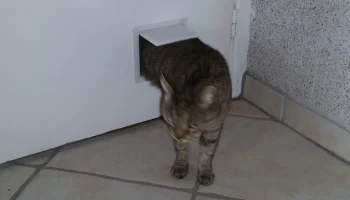 cat door 5