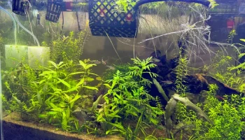 Пассивный диффузор CO2 для аквариумов с растениями........ 2
