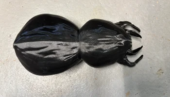 Гигантский паук своими руками украшение двора на Хэллоуин.. 5