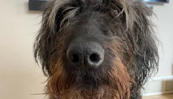 PupArdrino Doggy Talker - разговорный ящик для вашего пит... 7