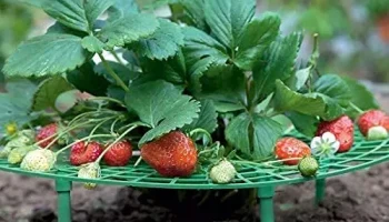 Опоры для выращивания клубники