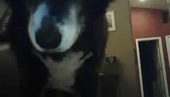 The Treat Cam: автоматический дозатор лакомств, который д.. 3
