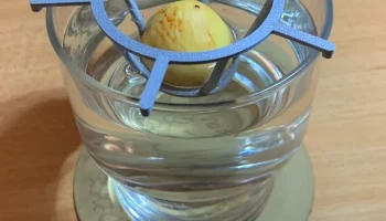 Проращиватель авокадо (с колышками)......
