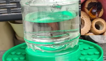 Bienen-/Insektentr&auml;nke, Biene, Tr&auml;nke, Wasserspender поил... 2
