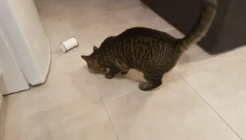 Рулончик с кормом для супер голодных кошек... 3