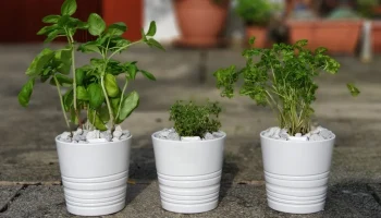 Комплект для автополива для горшка для растений IKEA Musk... 2